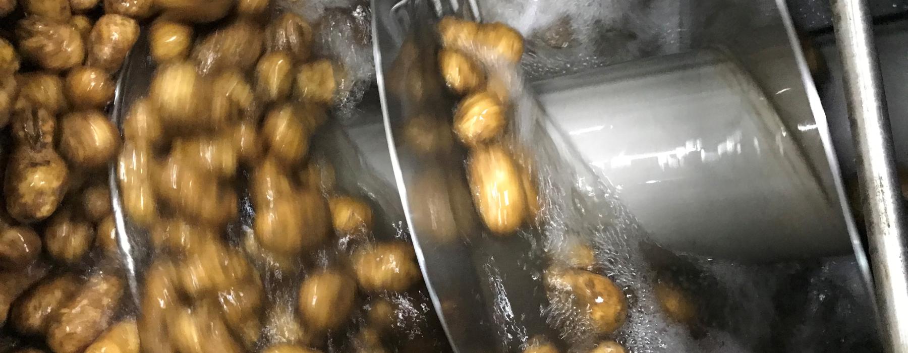 Washing & Packing potatoes