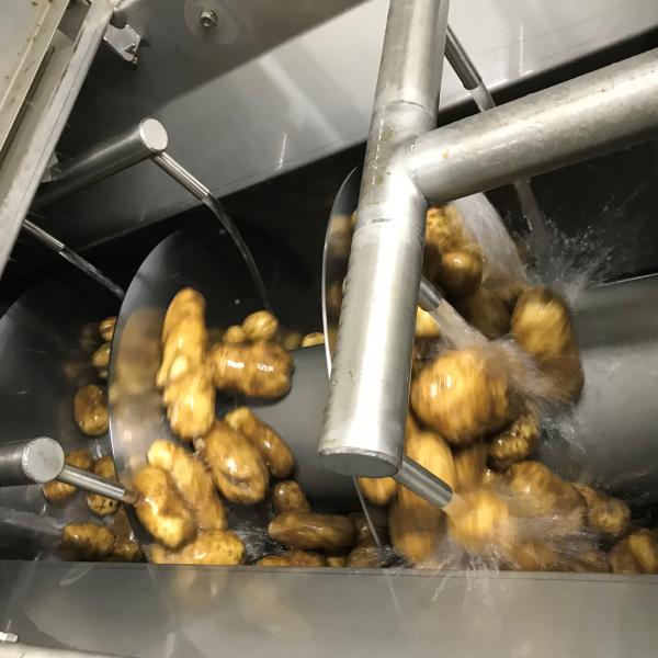 Aardappelen exportlijn