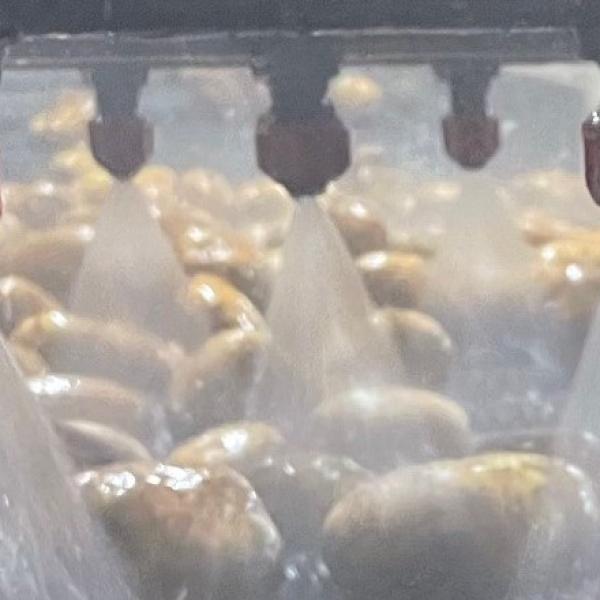 Aardappelen exportlijn