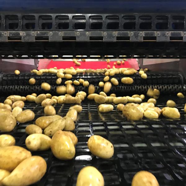 Primofin - Washing & Packing potatoes