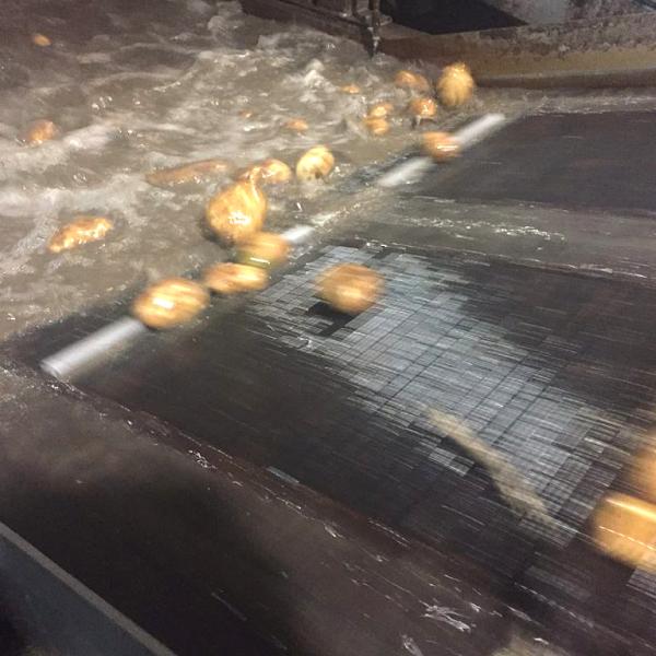 Industrie lijn aardappelen